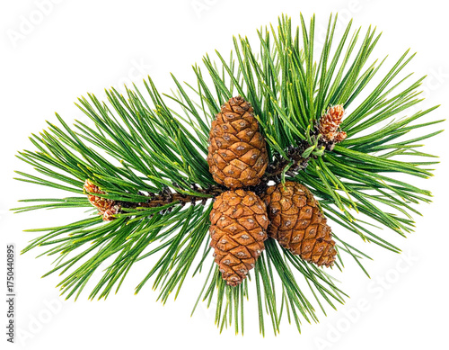 Close-up of a pine branch with needles and three brown pine cones on black