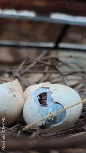 The natural process of a chicken egg hatching.