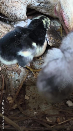 chicks with their mother hen, in a traditional Indonesian farm coop