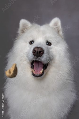 white pomeranian dog