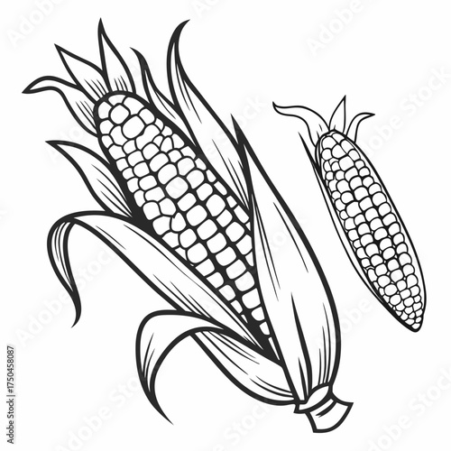  corn vector