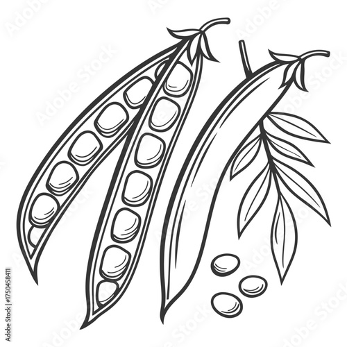 cluster beans vector