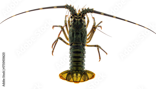 Dorsal view of a spiny lobster with long antennae and detailed carapace