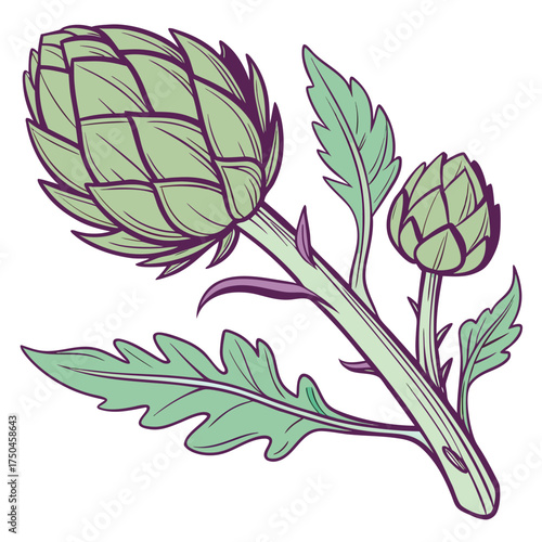 chinese artichoke on white background 