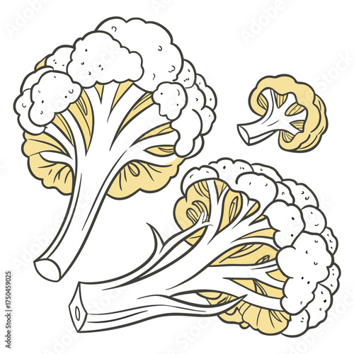 cheddar cauliflower vector