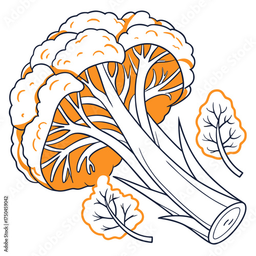 cheddar cauliflower vector