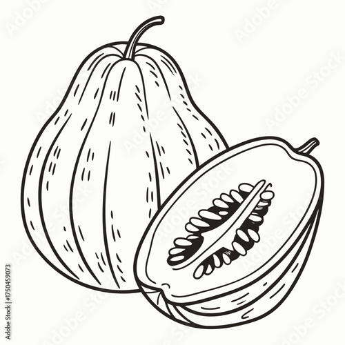 chayote squash vector