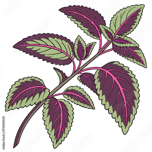 ceylon spinach colorful on white background