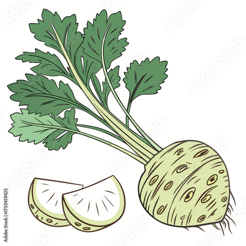 celeriac on white background 