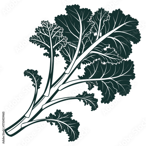 black and white cavolo nero