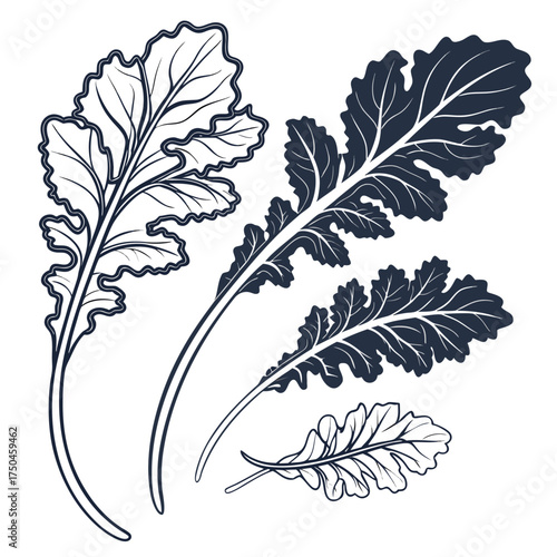 cavolo nero vector