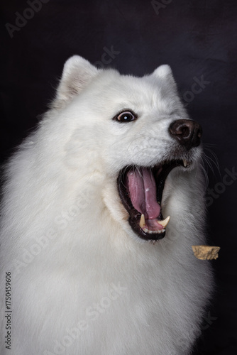 white wolf portrait