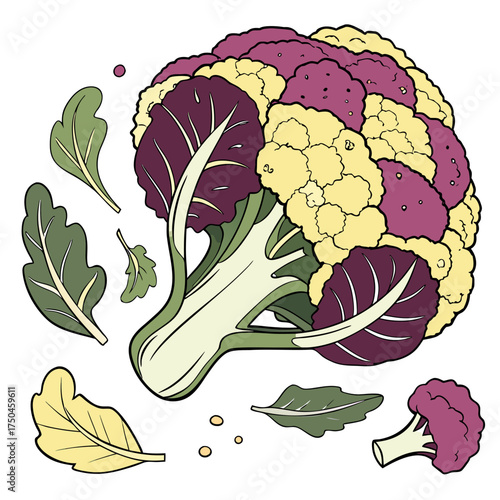 cauliflower on white background 