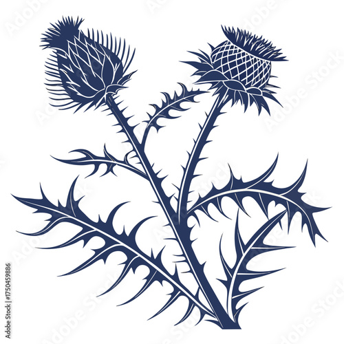 Φωτογραφία cardoon with leaves