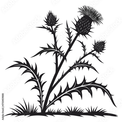 Fotografie cardoon on white background