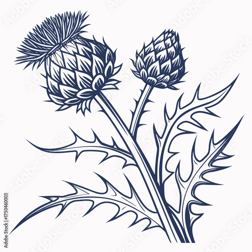 Obraz na plátně cardoon with leaves