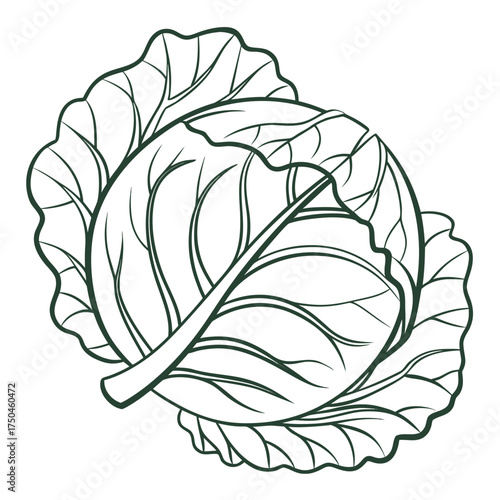 cabbage vector