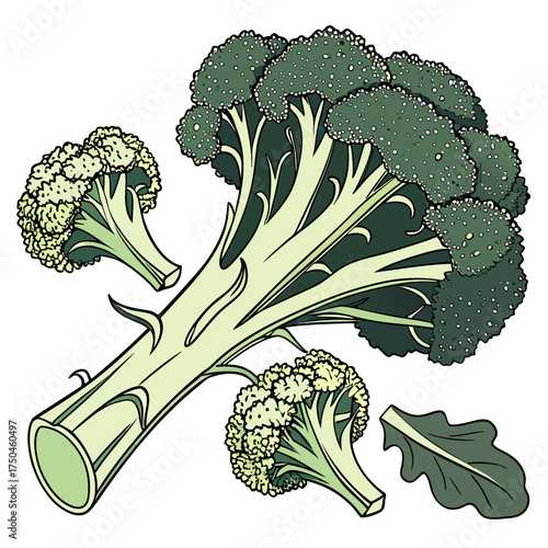 calabrese on white background 