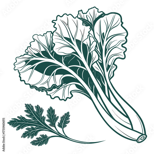 butter lettuce silhouette on white background