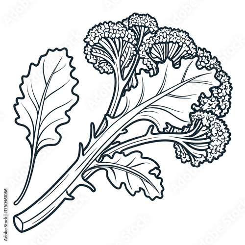 broccoli rabe on white background 