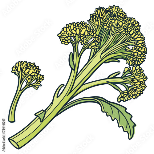  broccolini on white background 