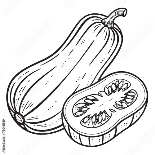 boston marrow squash vector