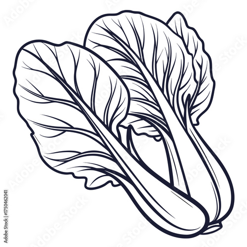 bok choy vector