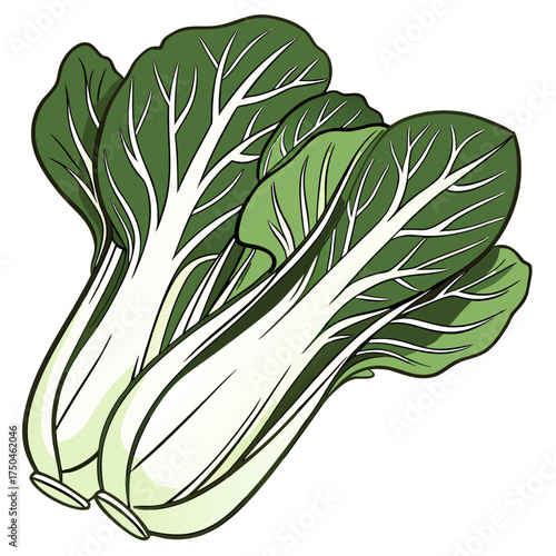 bok choy on white background 