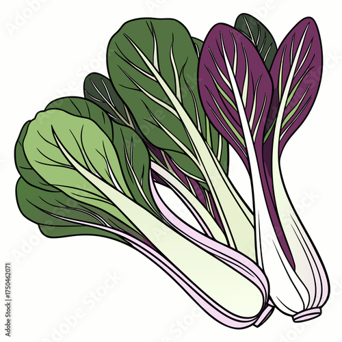 bok choy on white background 