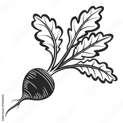 black radish vector