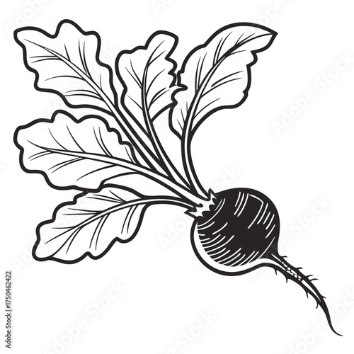 black radish with leaves