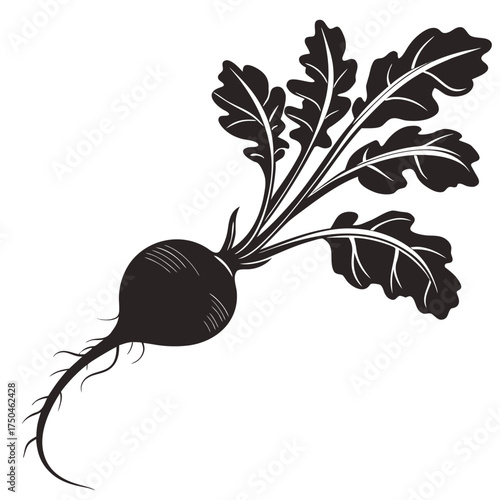 black radish vector
