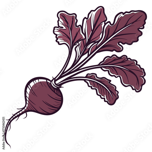black radish on white background 