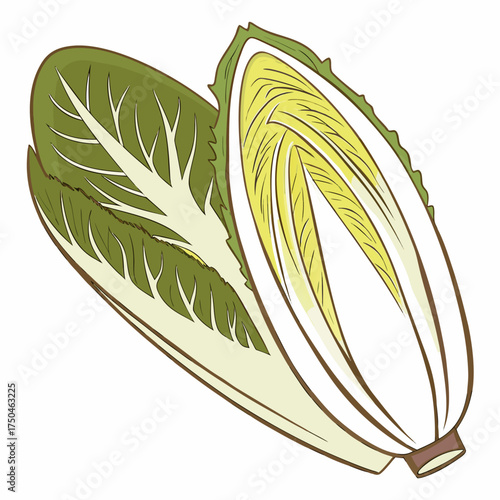 belgian endive on white background 