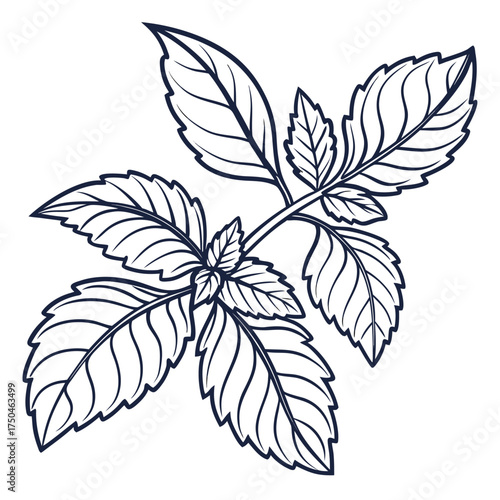 basil vector