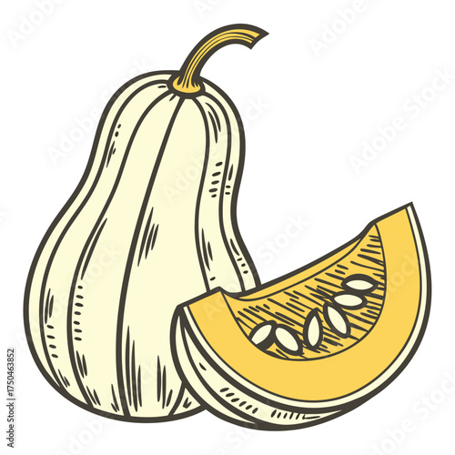 banana squash vector