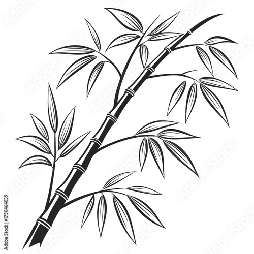 bamboo shoot vector