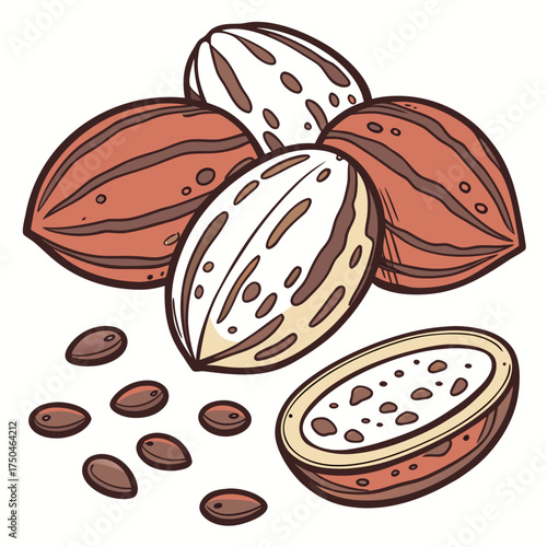 bambara groundnut on white background 
