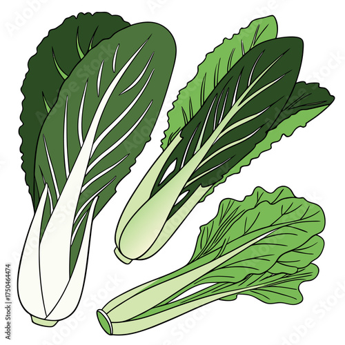 asian greens on white background 