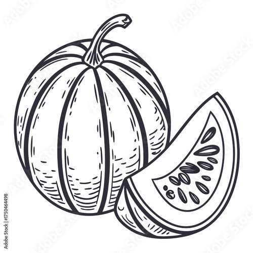 ash gourd vector