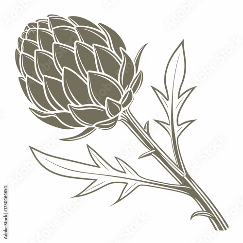 artichoke on white background 