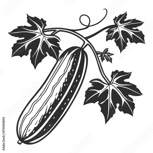 armenian cucumber on white background 