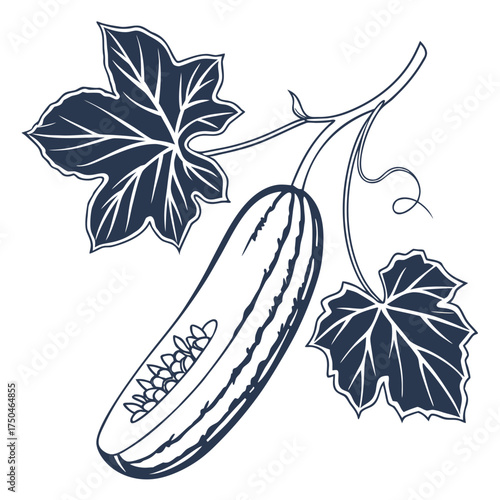 armenian cucumber with leaves