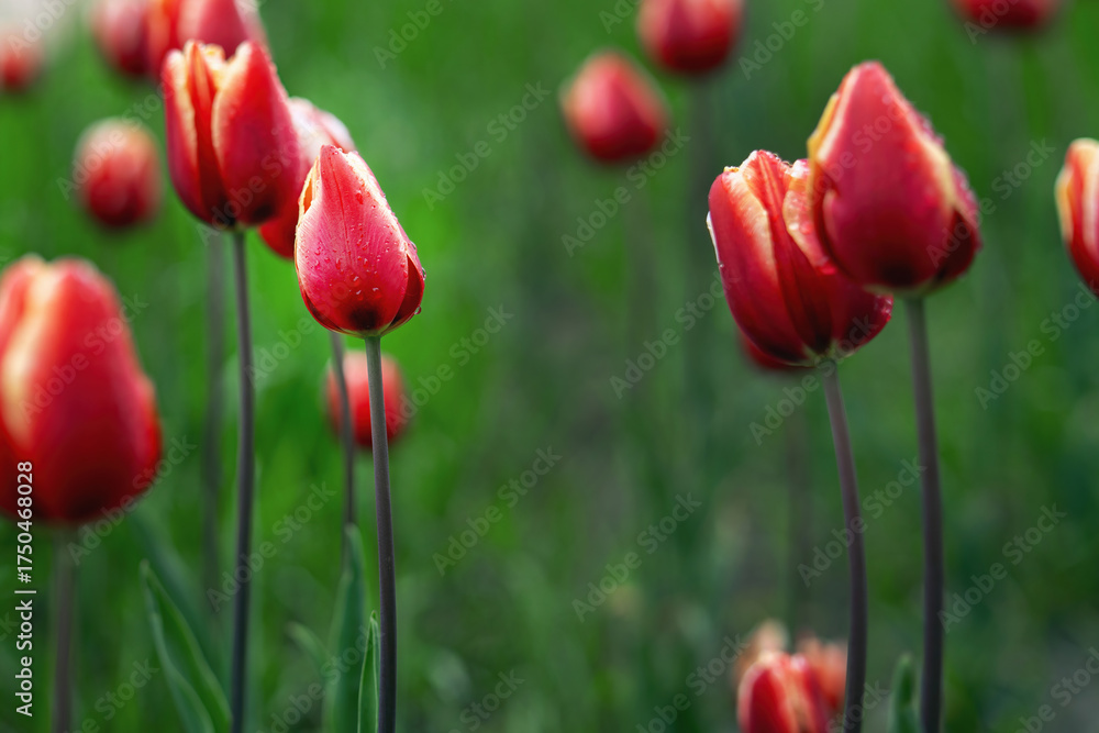 Obraz premium Red tulips in rainy weather covered with water droplets, captured in cool tones. Perfect for nature photography and melancholic themes