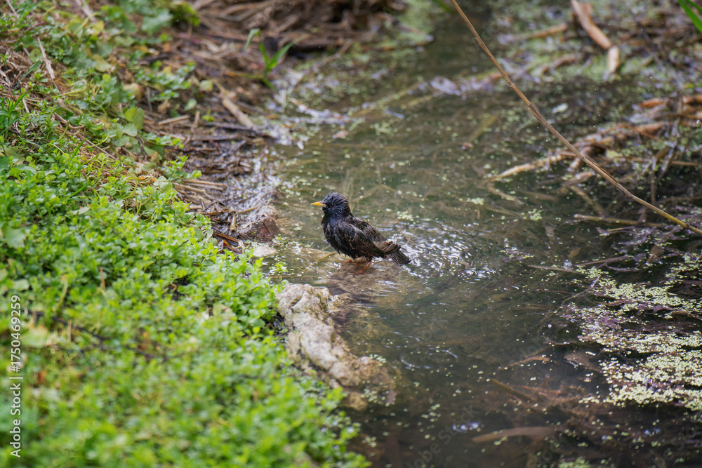 Obraz premium A young starling chick bathing in a stream during warm weather, cleansing itself of skin parasites in natural habitat