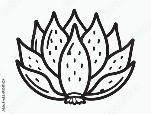 Tropical Dragon Fruit Outline Vector Illustration