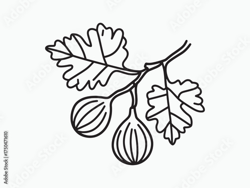 Fresh Organic Fig Vine Vector Icon