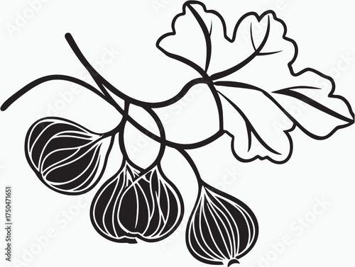 Organic Fig Vine Minimal Line Illustration