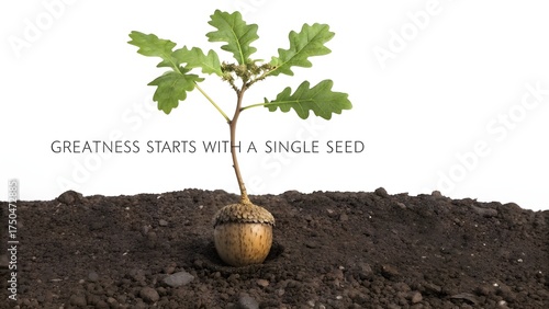 Young oak tree growing from an acorn in fertile soil