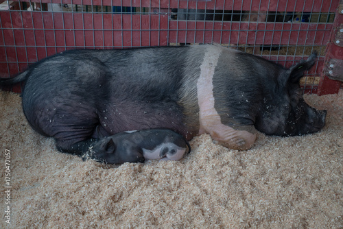 фотографія A tiny piglet sleeping next to it's mother in a barn.